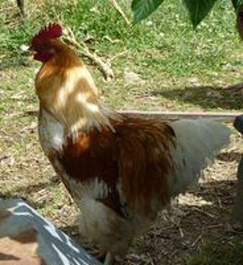  coq  