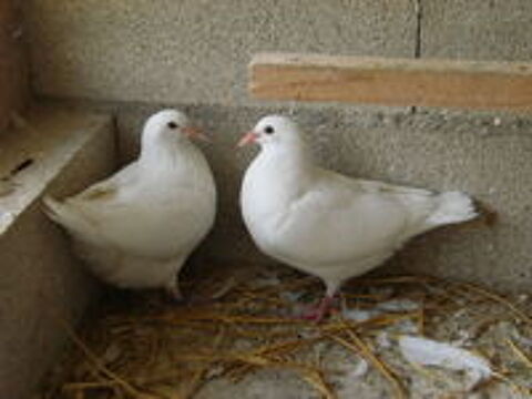   Pigeons hubbell blancs 