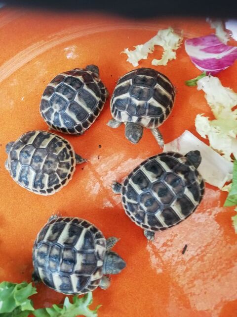 Bébés tortues terrestres 30 34920 Le crs