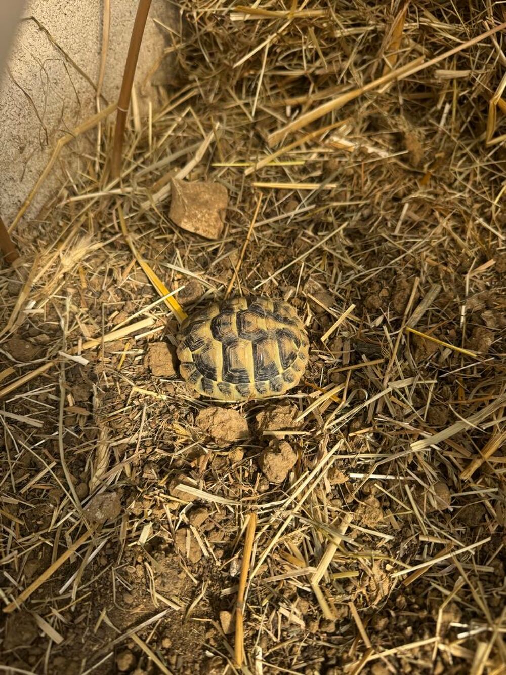 tortue de terre Jardin
