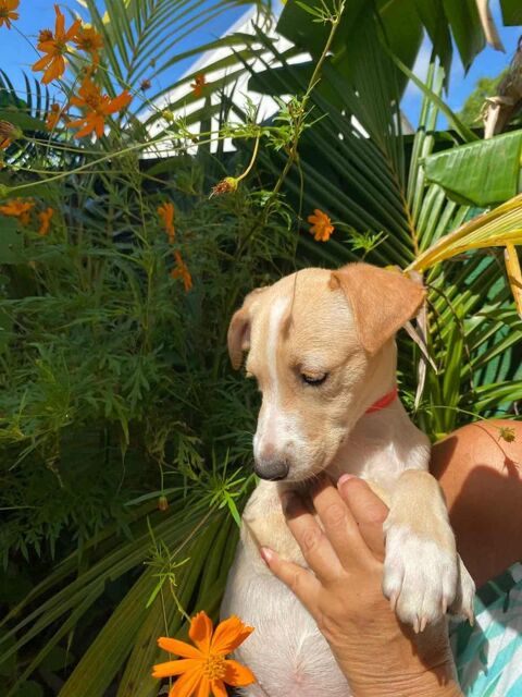 Tyna, femelle X croiser berger , née le 15/08/2025 300 39000 Lons-le-saunier