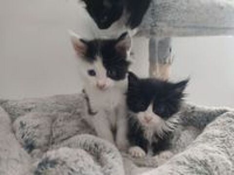   4 superbes chatons Maine Coon Noir et Blanc 