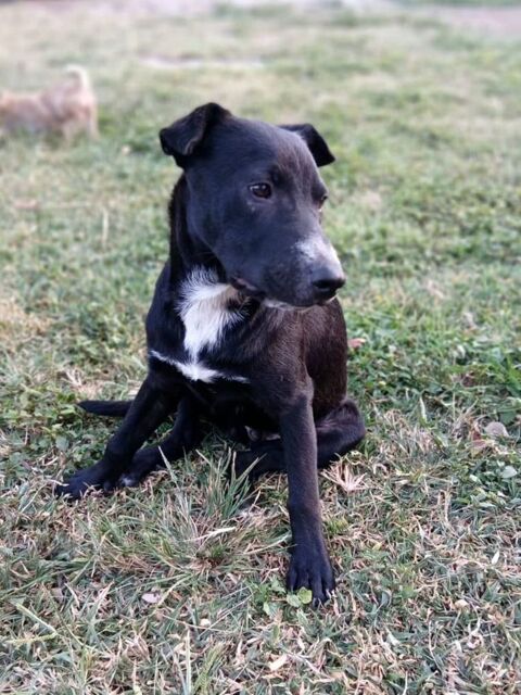 ✨️ VITO ✨️ 290 92000 Nanterre