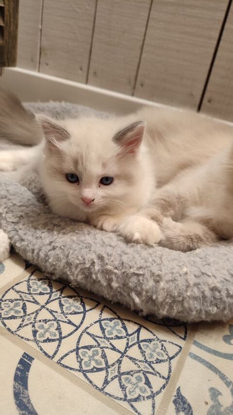Chatons type Ragdoll  1000 85150 Sainte-foy
