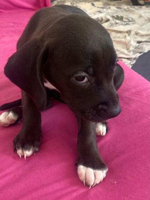 Don de chiots 0 92160 Antony