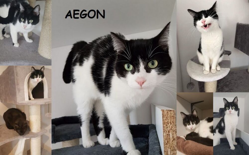   AEGON 4 ans  adopter 
