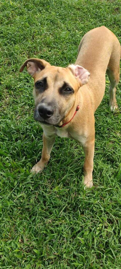 Anuka, femelle berger, n&eacute;e le 15/06/2025 🐶 380 69100 Villeurbanne