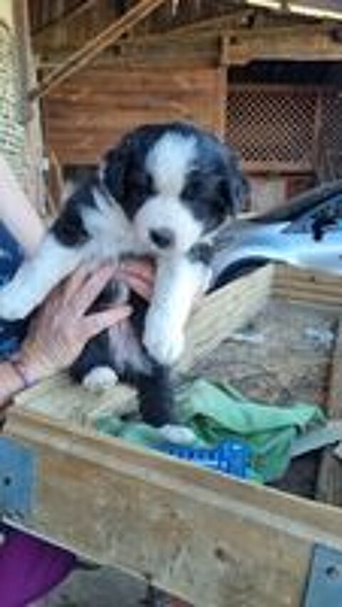   2 chiots croisés berger australien border collie 