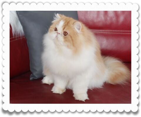 CHATON PERSAN Mâle 1300 76560 Doudeville