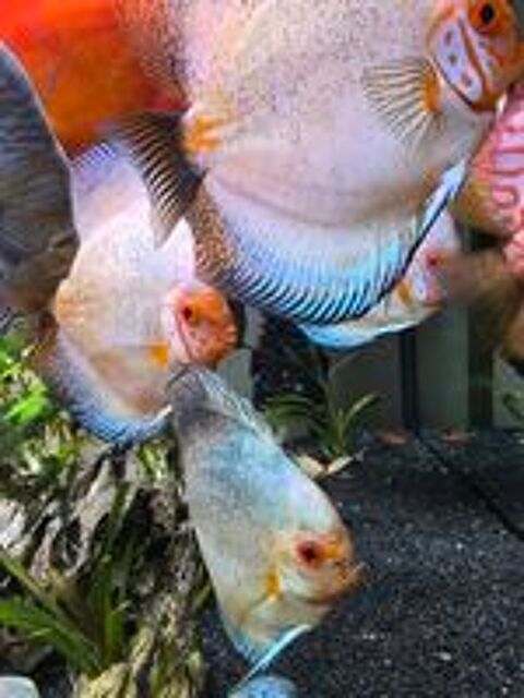   Guppys Endler et Discus  