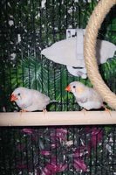   Diamants mandarins 
Mutation pastel, dos pâle, brun 