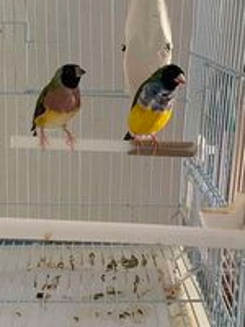   couple diamant de gould , male poitrine bleu 