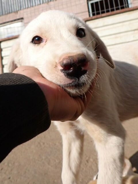 Bolt à l'adoption 320 72000 Le mans