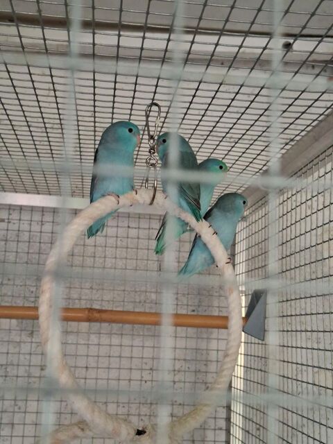 Toui celeste mutation 
30 02100 Saint-quentin