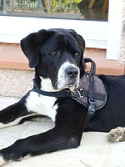   Ringo est à l'adoption! 