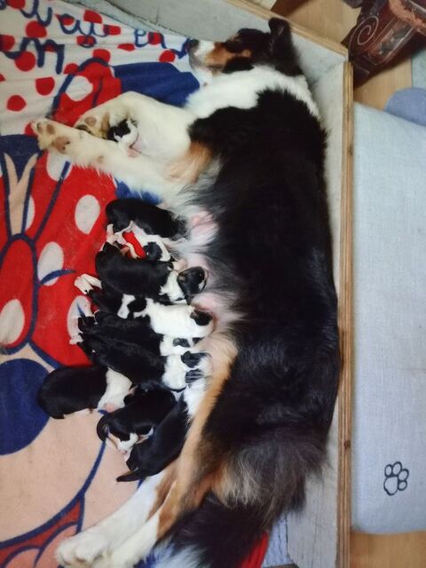 Chiot 0 84570 Mormoiron