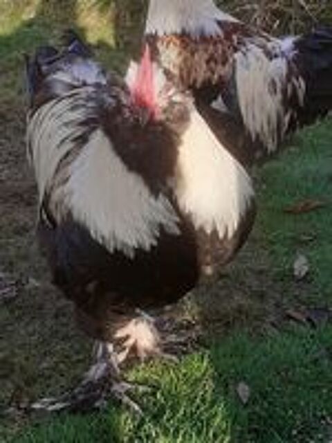    Oeufs poule coq FAVEROLLES ALLEMANDE 
