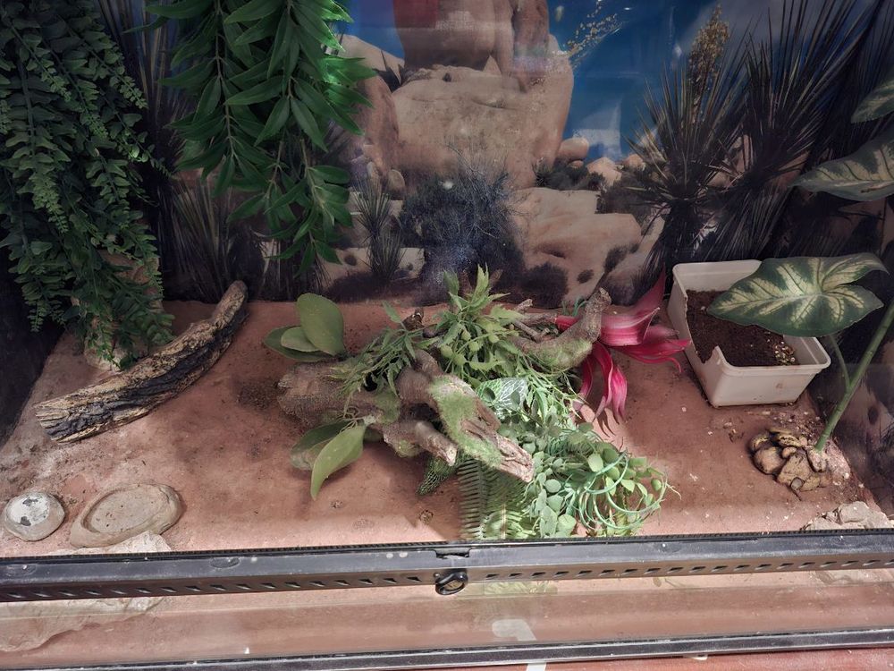   grand terrarium pour gecko ou grand lézard 