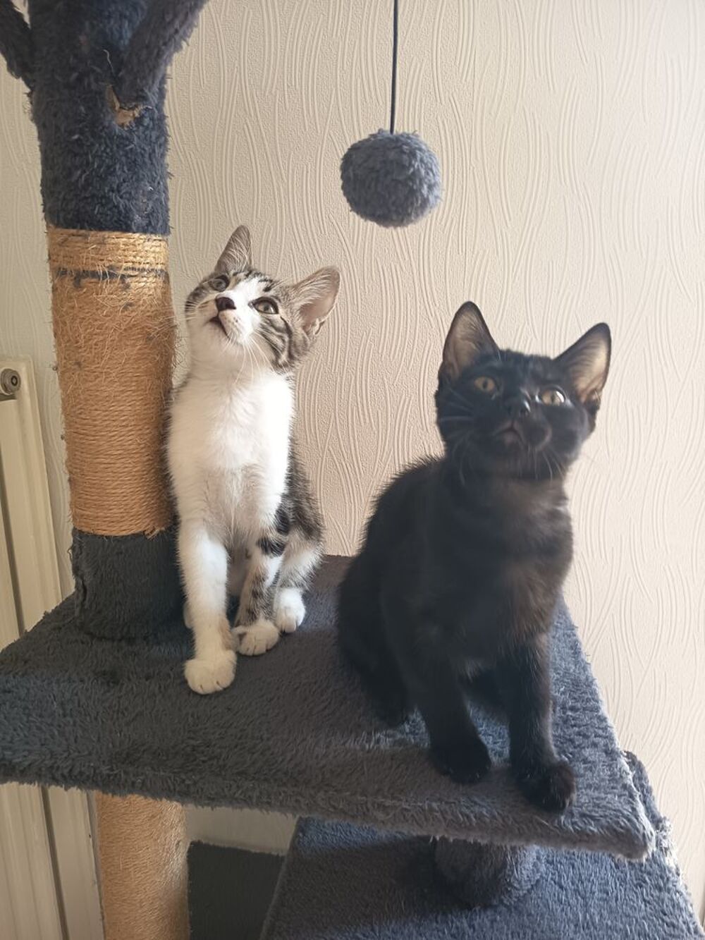   Chatons à donner  