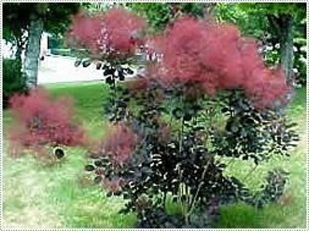 Arbre &agrave; Perruques Cotinus Coggygria &quot;Royal Purpple&quot; 130 cm Jardin