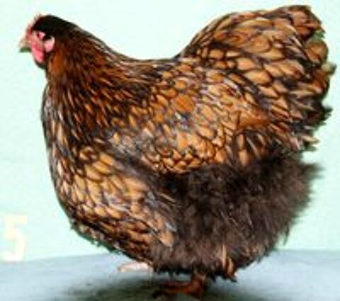   poules ORPINGTON Fauve à lisérés noirs

