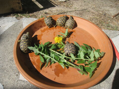 Petites tortues juv&eacute;niles n&eacute;es en 2025 50 34090 Montpellier
