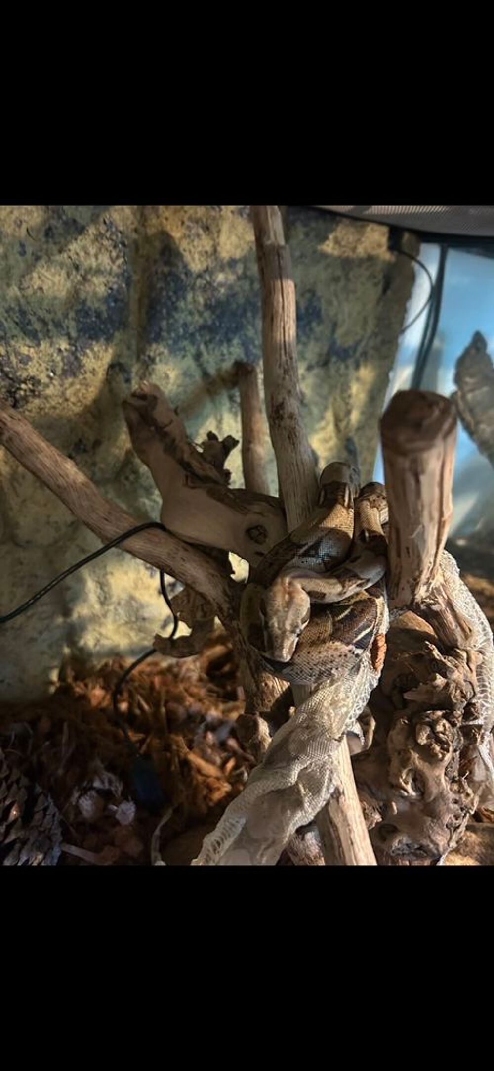   reptile 