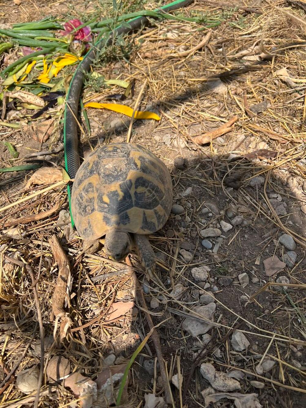  Tortue mâle plus de 12 ans  
