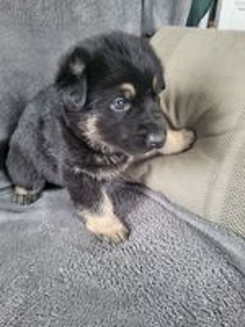   Disponible a la réservation chiots berger allemand 