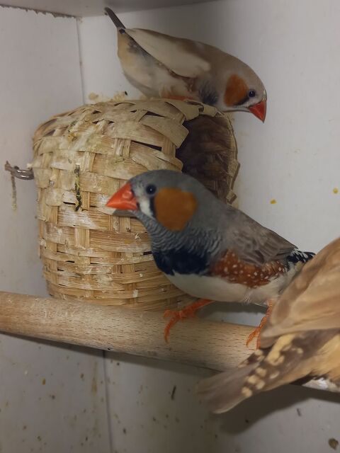 Mandarins 2 85370 Mouzeuil-saint-martin