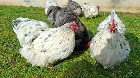 Oeufs f&eacute;cond&eacute;s Orpington grande race bleu noir splash 1 42820 Ambierle