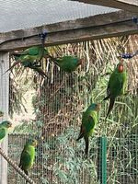   Perruche de Latham (SWIFT) 