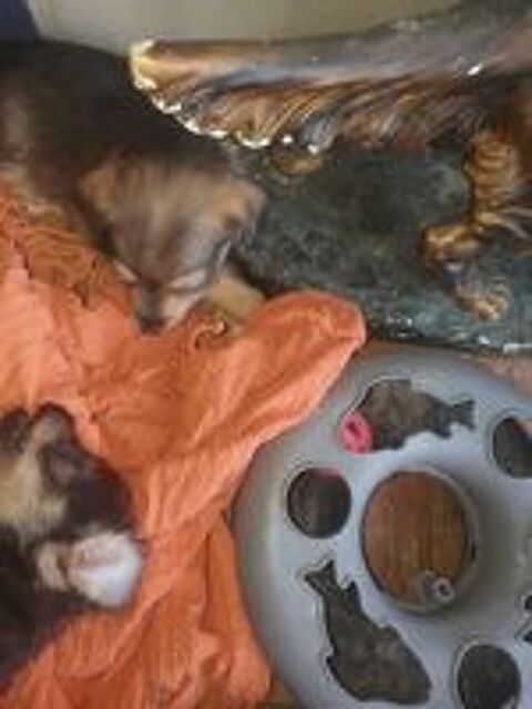   Chiots de type caniche york 