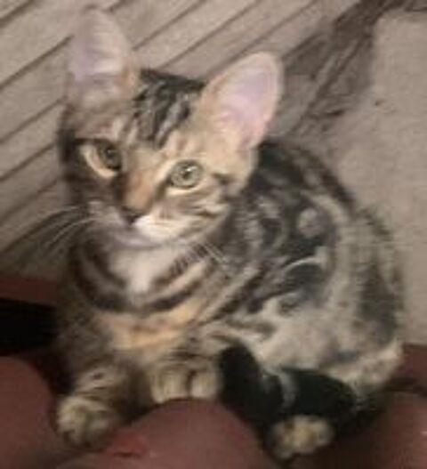   Juju chat joueur de 2 ans 