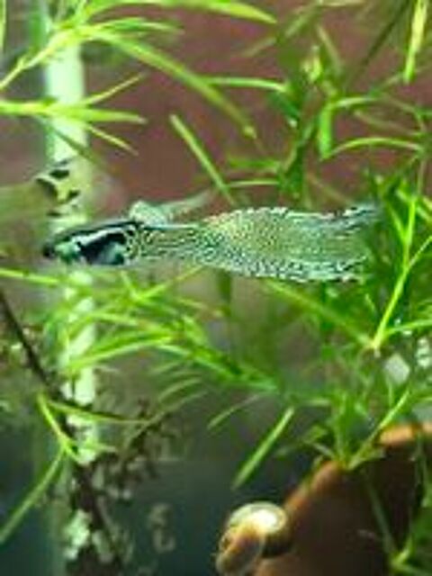    poissons plantes aquarium 