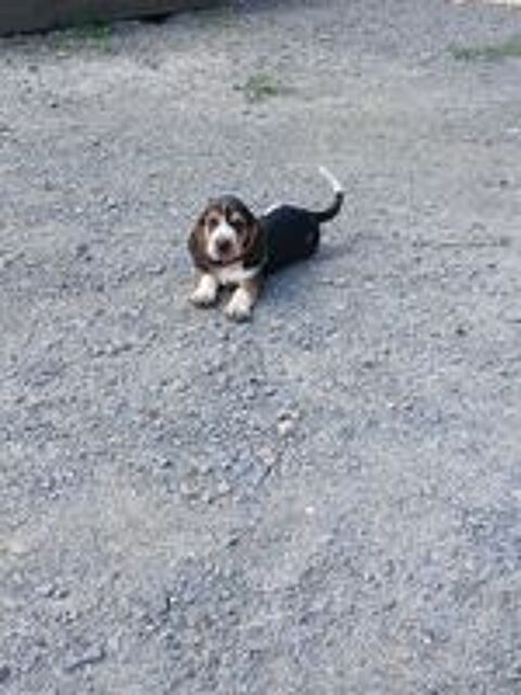   Chiot  