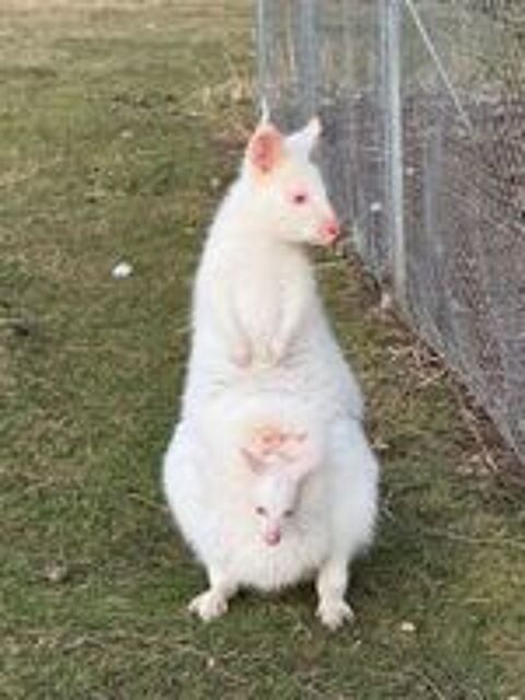   Wallaby de Bennett 