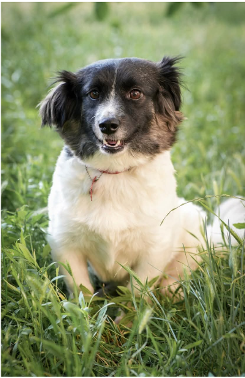 A L'ADOPTION ZARA 0 75018 Paris