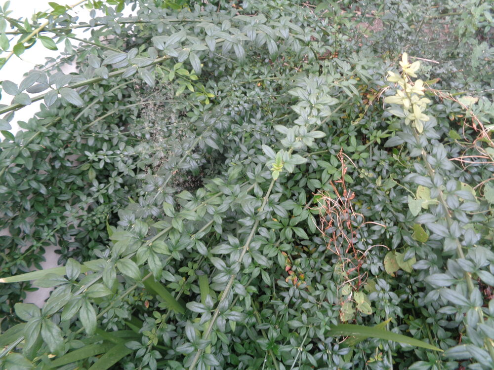 jasmin d'hiver Jardin