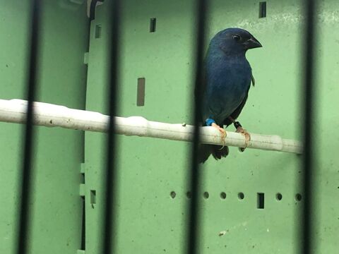 Diamant azuvert 70 93220 Gagny