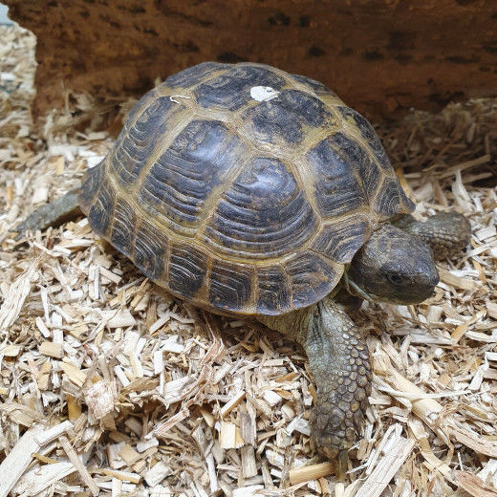   Tortue des steppes 