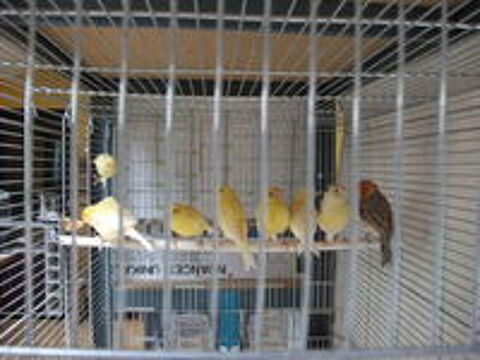   cede canaris 