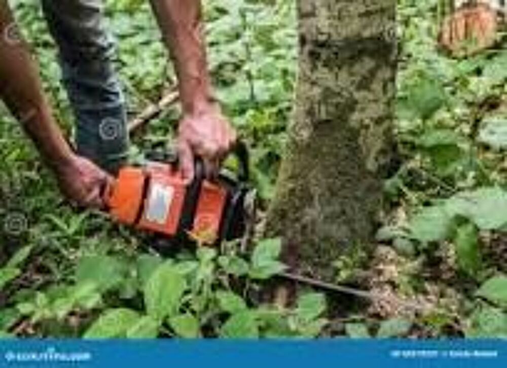   coupage de bois 4m  