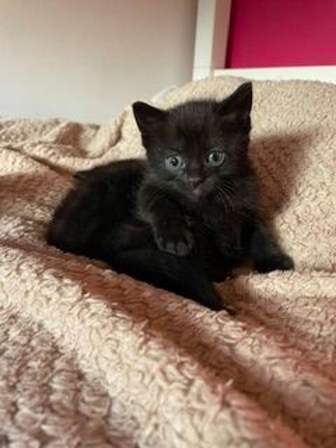 Donne deux chatons femelles 0 42600 Montbrison
