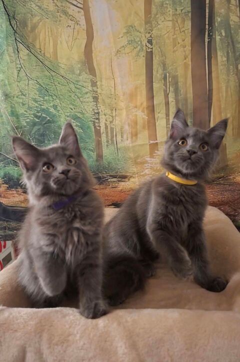Chatons maine coon LOOF 1600 74330 Nonglard