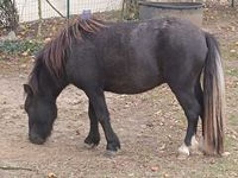   Jeune poney type Shetland 