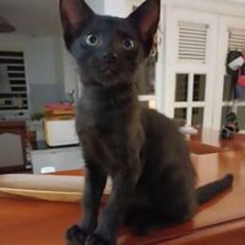   ✨️ BERLIOZ ✨️ 🐱 
