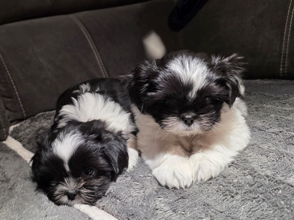   Vends chiots Shi Tzu 