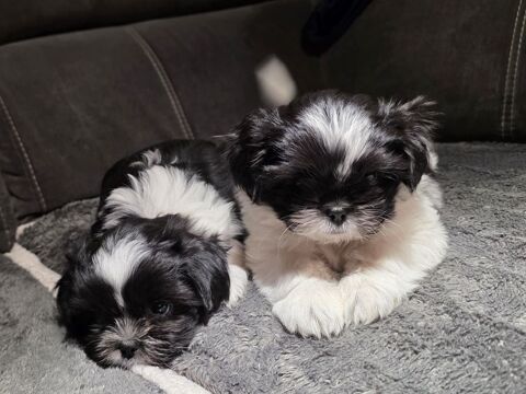 Vends chiots Shi Tzu 800 44470 Carquefou