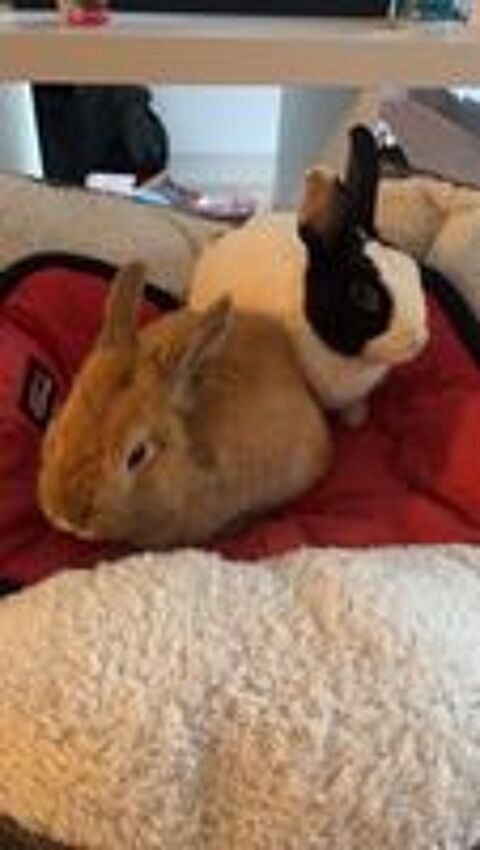   Lapin nain noir et blanc  